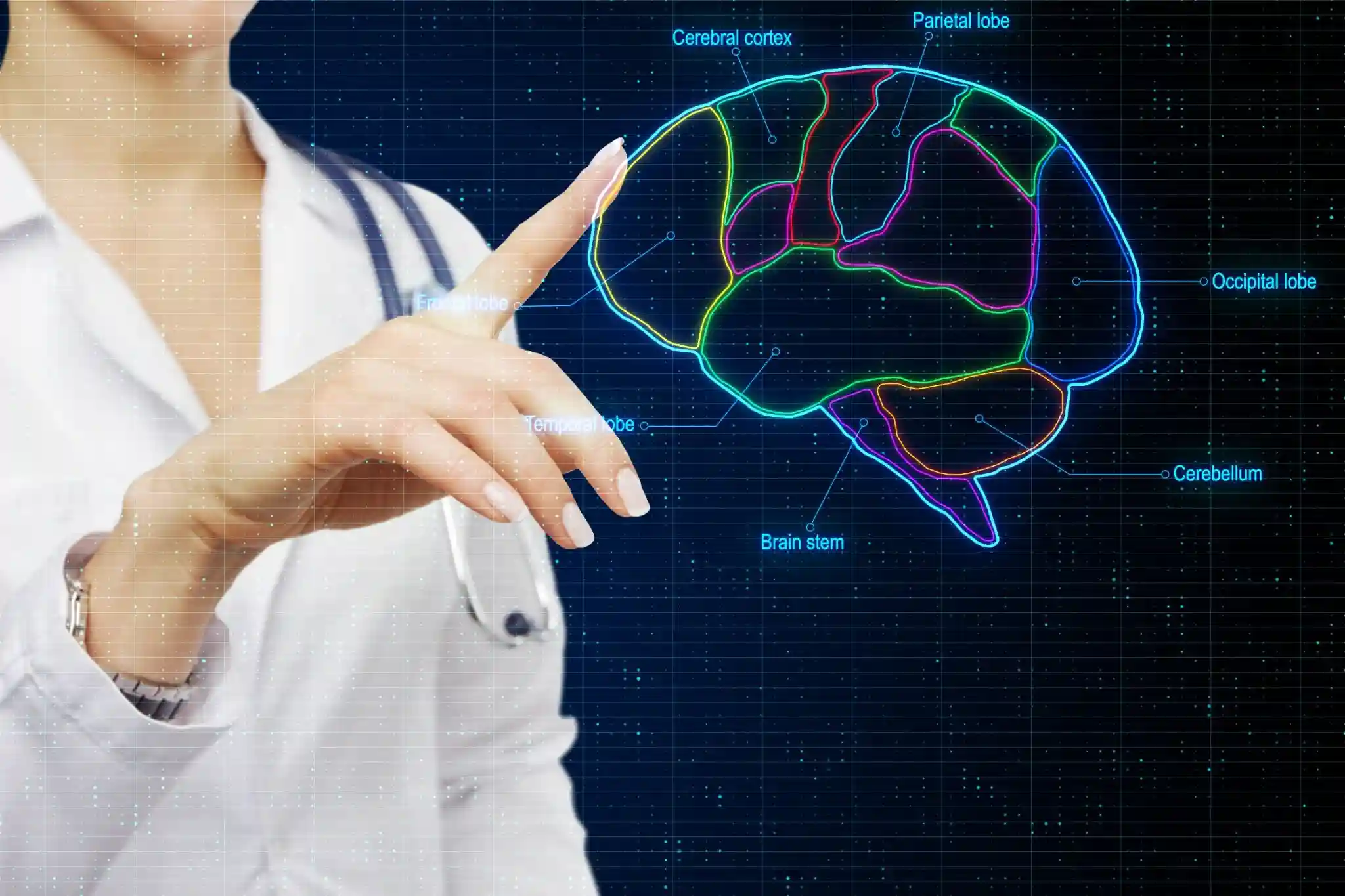 What is the primary difference between the central and peripheral nervous system?